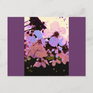 Pink Cherry Blossom Postcard
