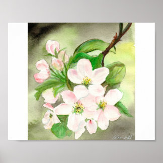 Pink Cherry Blossom Poster
