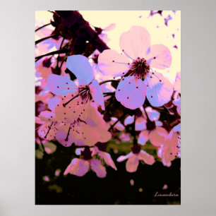 Pink Cherry Blossom Poster