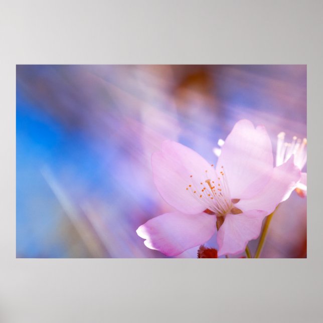 Pink cherry blossom poster (Front)