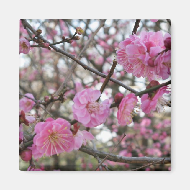 Pink Cherry Blossom / Sakura / サクラ（桜) Magnet (Front)