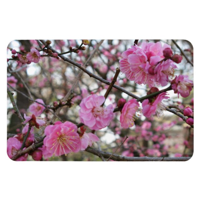 Pink Cherry Blossom / Sakura / サクラ（桜) Magnet (Horizontal)