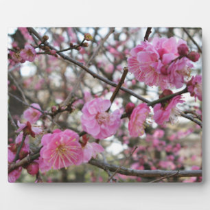 Pink Cherry Blossom / Sakura / サクラ(桜) Plaque
