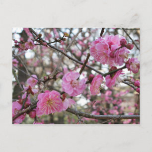 Pink Cherry Blossom / Sakura / サクラ（桜) Postcard