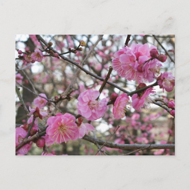 Pink Cherry Blossom / Sakura / サクラ（桜) Postcard (Front)