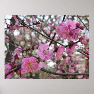 Pink Cherry Blossom / Sakura / サクラ(桜) Poster