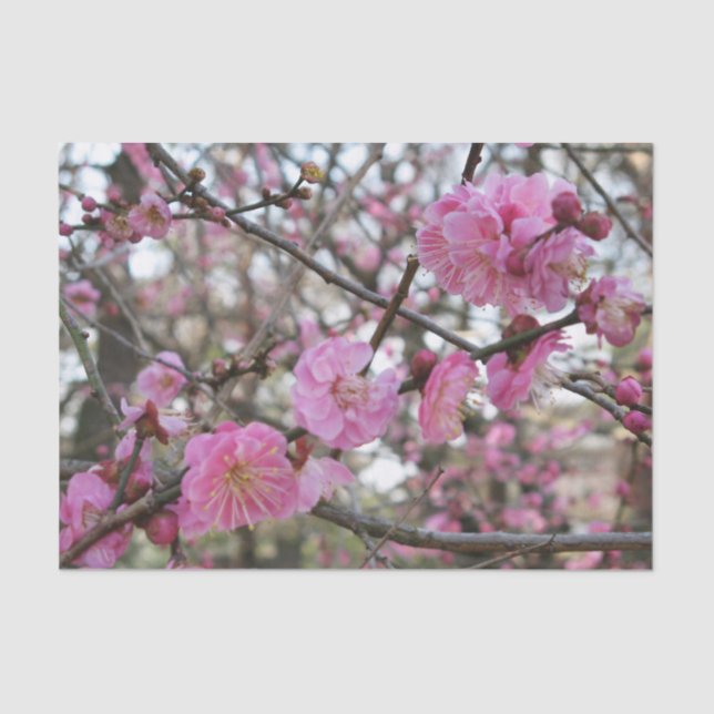 Pink Cherry Blossom / Sakura / サクラ（桜) Tissue Paper (Front)