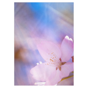 Pink cherry blossom tablecloth