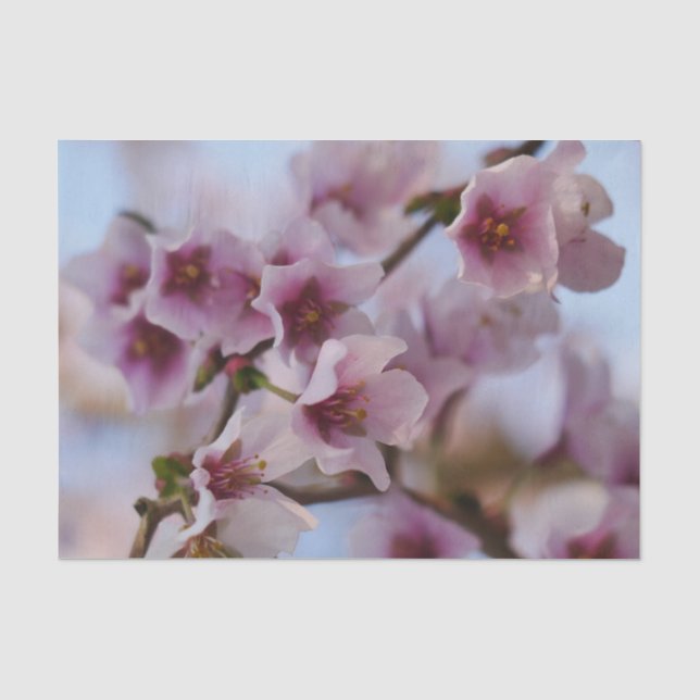 Pink Cherry Blossom Tissue Paper (Front)