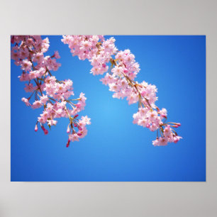 Pink Cherry Blossoms Against A Blue Sky, Medium Poster