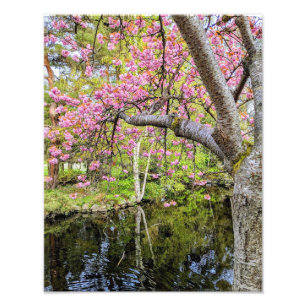 Pink Cherry Blossoms Alongside Pond Photo Print