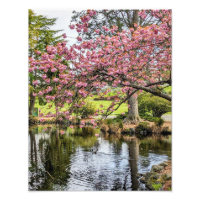 Pink Cherry Blossoms and Pond Photographic
