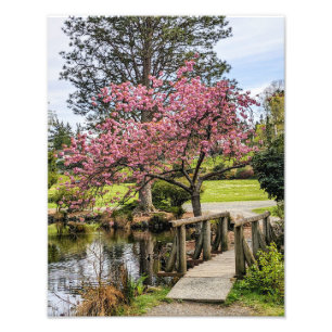 Pink Cherry Blossoms and Wooden Footbridge Photo Print
