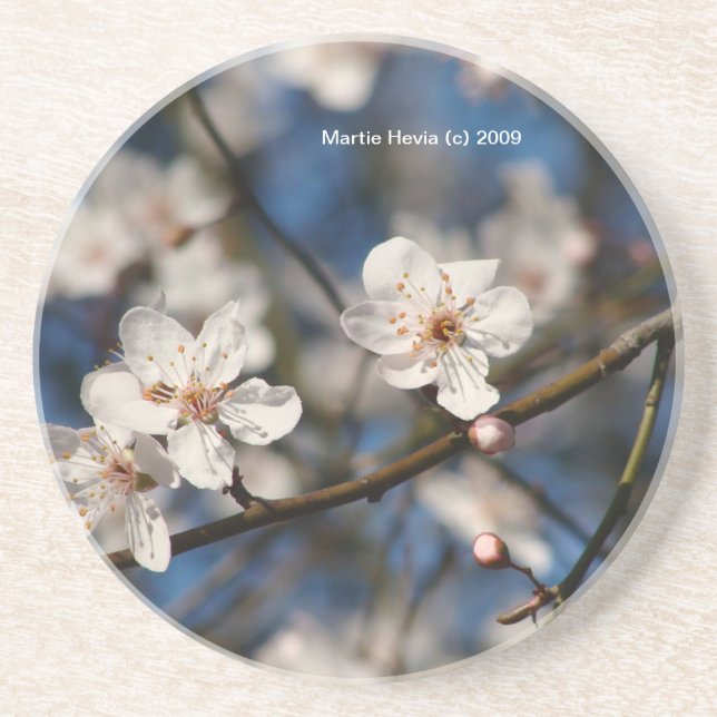 Pink Cherry Blossoms - Coaster (Front)