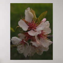 Pink Cherry Blossoms Floral Photo Poster