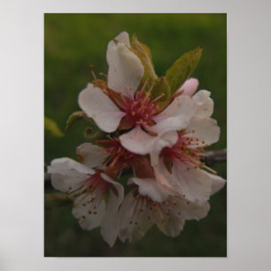 Pink Cherry Blossoms Floral Photo Poster