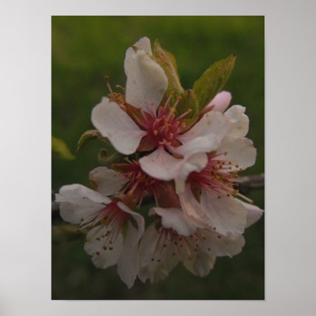 Pink Cherry Blossoms Floral Photo Poster (Front)