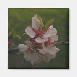 Pink Cherry Blossoms Floral Photography Magnet