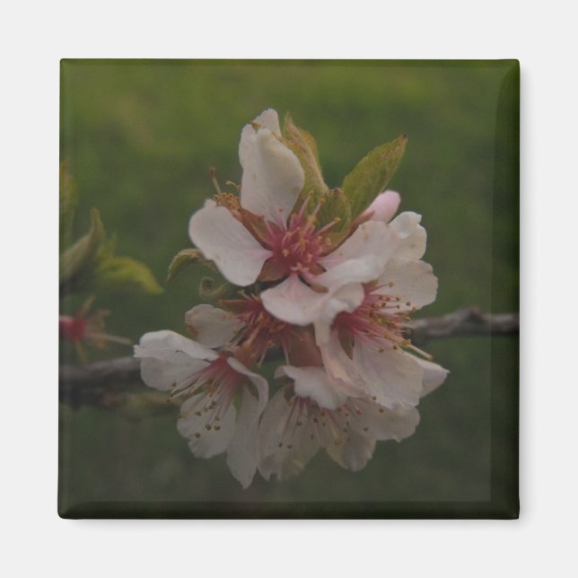 Pink Cherry Blossoms Floral Photography Magnet (Front)