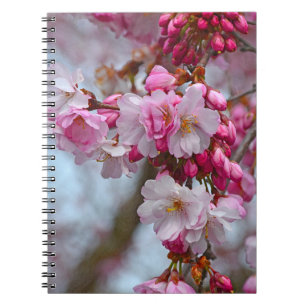 Pink cherry blossoms notebook