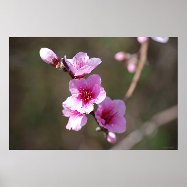 Pink Cherry Blossoms Poster (Front)