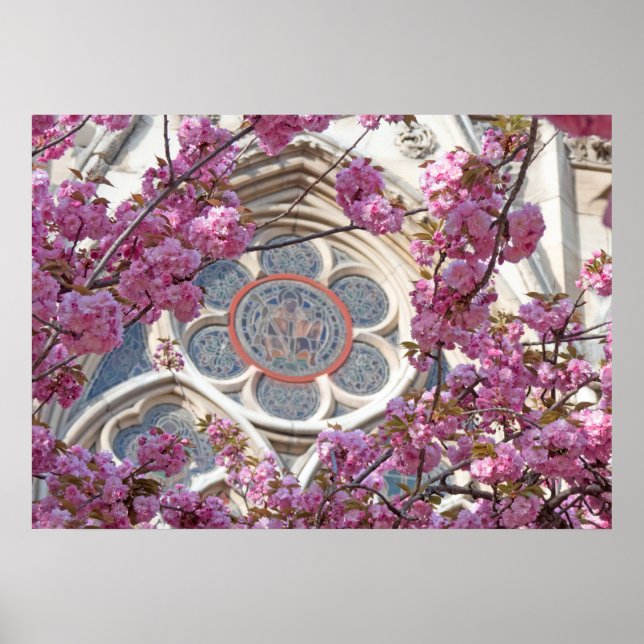 Pink cherry blossoms poster (Front)