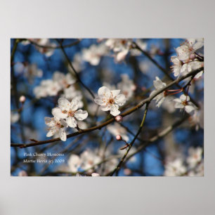 Pink Cherry Blossoms Poster