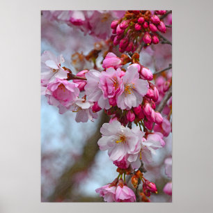 Pink cherry blossoms poster