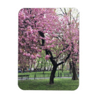 Pink Cherry Tree Blossoms Springtime New York City