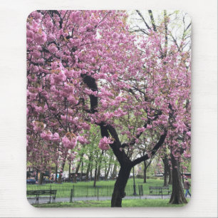 Pink Cherry Tree Blossoms Springtime New York City Mouse Mat