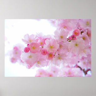 Pink Cherry Tree Poster