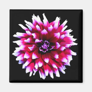 Pink Chic Dahlias Blossom on Black Flower Magnet