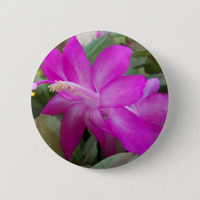 Pink Christmas cactus bloom 6 Cm Round Badge (Front)