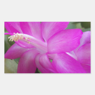 Pink Christmas cactus bloom Rectangular Sticker