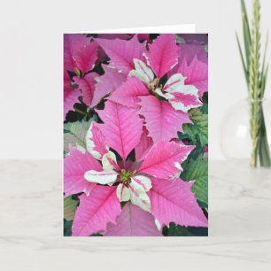 Pink christmas poinsettia flowers greeting card