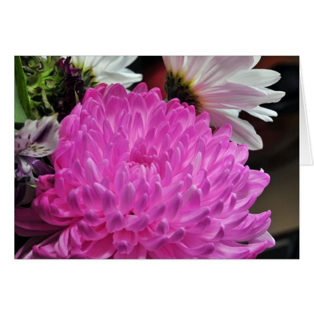 Pink Chrysanthemum (Front Horizontal)