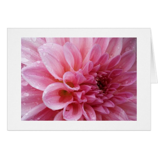 Pink Chrysanthemum Cards (Front Horizontal)