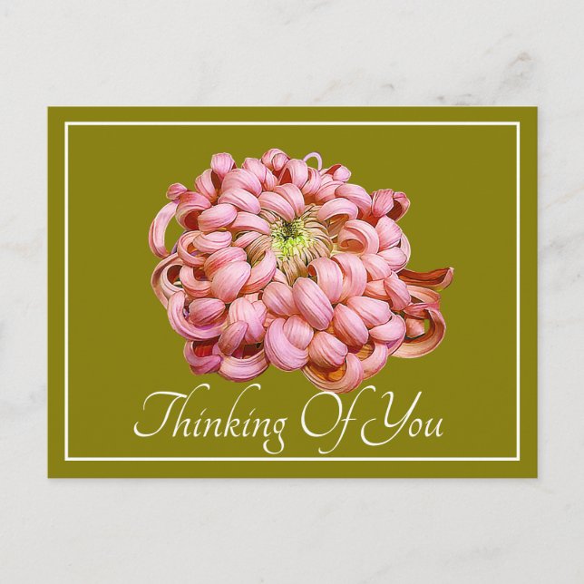 Pink Chrysanthemum Green Bckground Thinking Of You Postcard (Front)