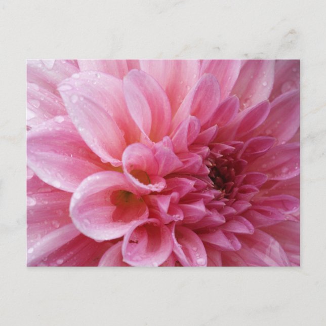 Pink Chrysanthemum Postcard (Front)