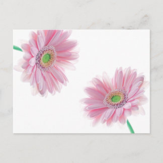 Pink CHRYSANTHEMUM Postcard