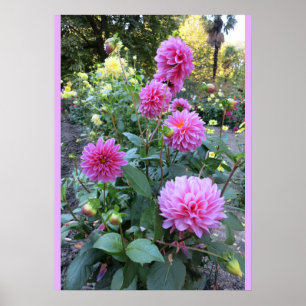 Pink Chrysanthemums (Photo) Poster