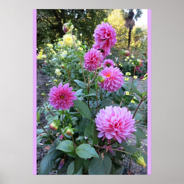 Pink Chrysanthemums (Photo) Poster (Front)