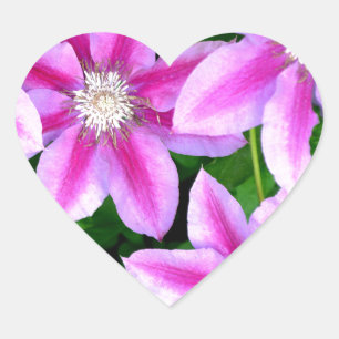 Pink Clematis  and wild Oregano Heart Sticker