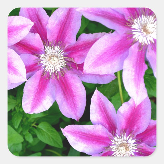 Pink Clematis  and wild Oregano Square Sticker (Front)
