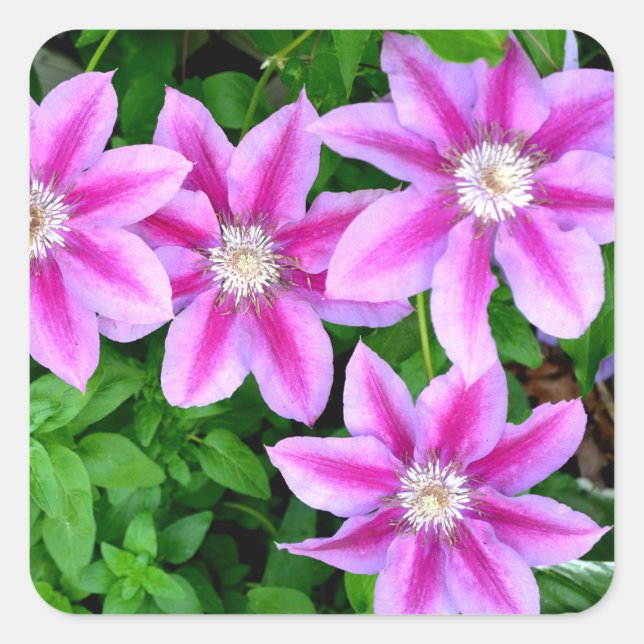 Pink Clematis  and wild Oregano Square Sticker (Front)