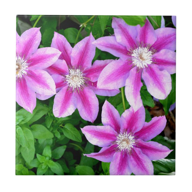 Pink Clematis  and wild Oregano Tile (Front)