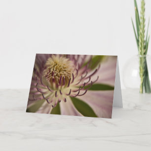 Pink Clematis • Greeting Card