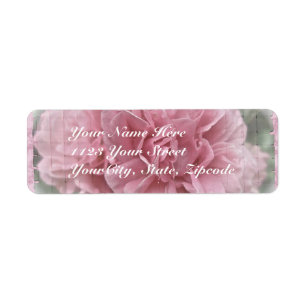 Pink Climbing Rose Blossoms