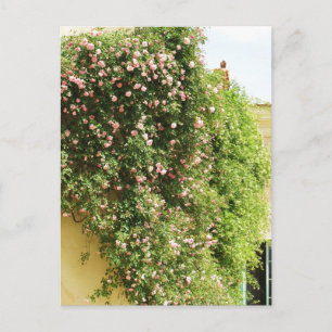 PINK Climbing ROSES Postcard