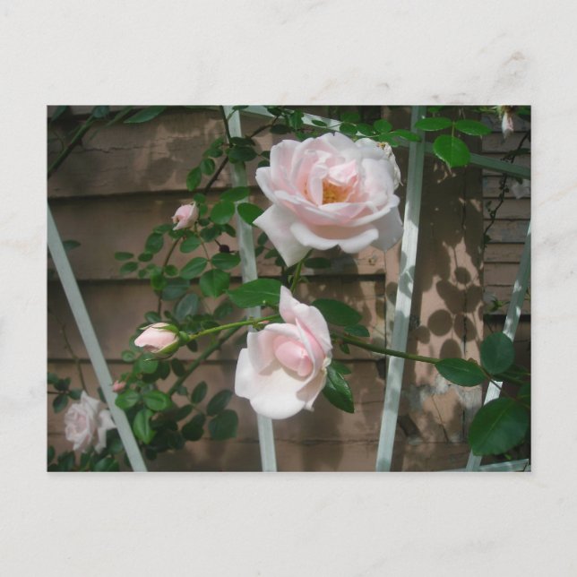 pink climbing roses postcard (Front)